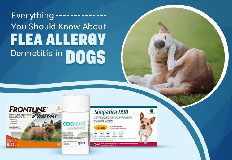 Everything You Should Know About Flea Allergy Dermatitis in Dogs
